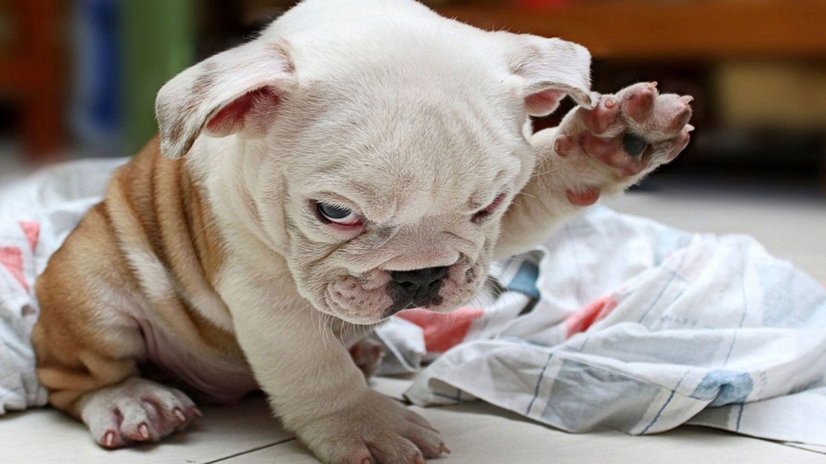 Английский бульдог злой