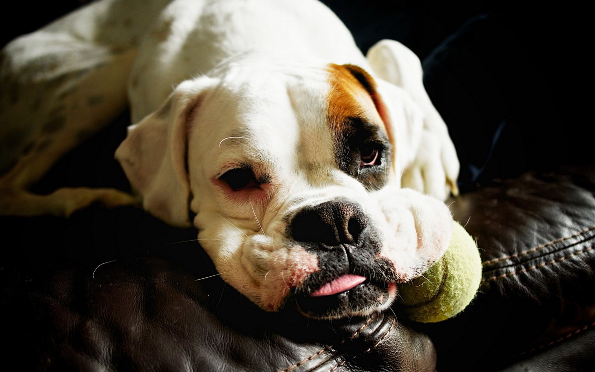 Грустный боксер