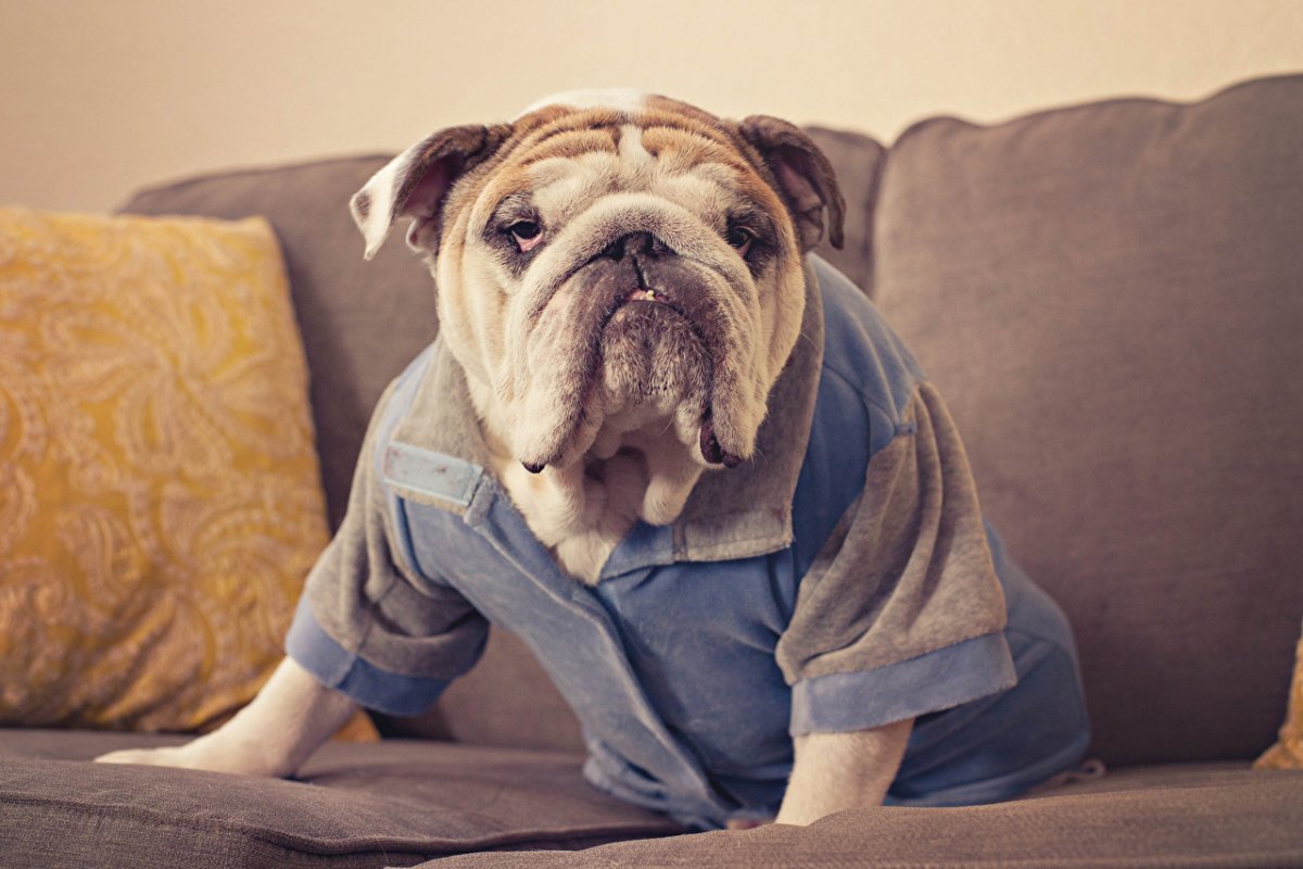 Английский бульдог сидит