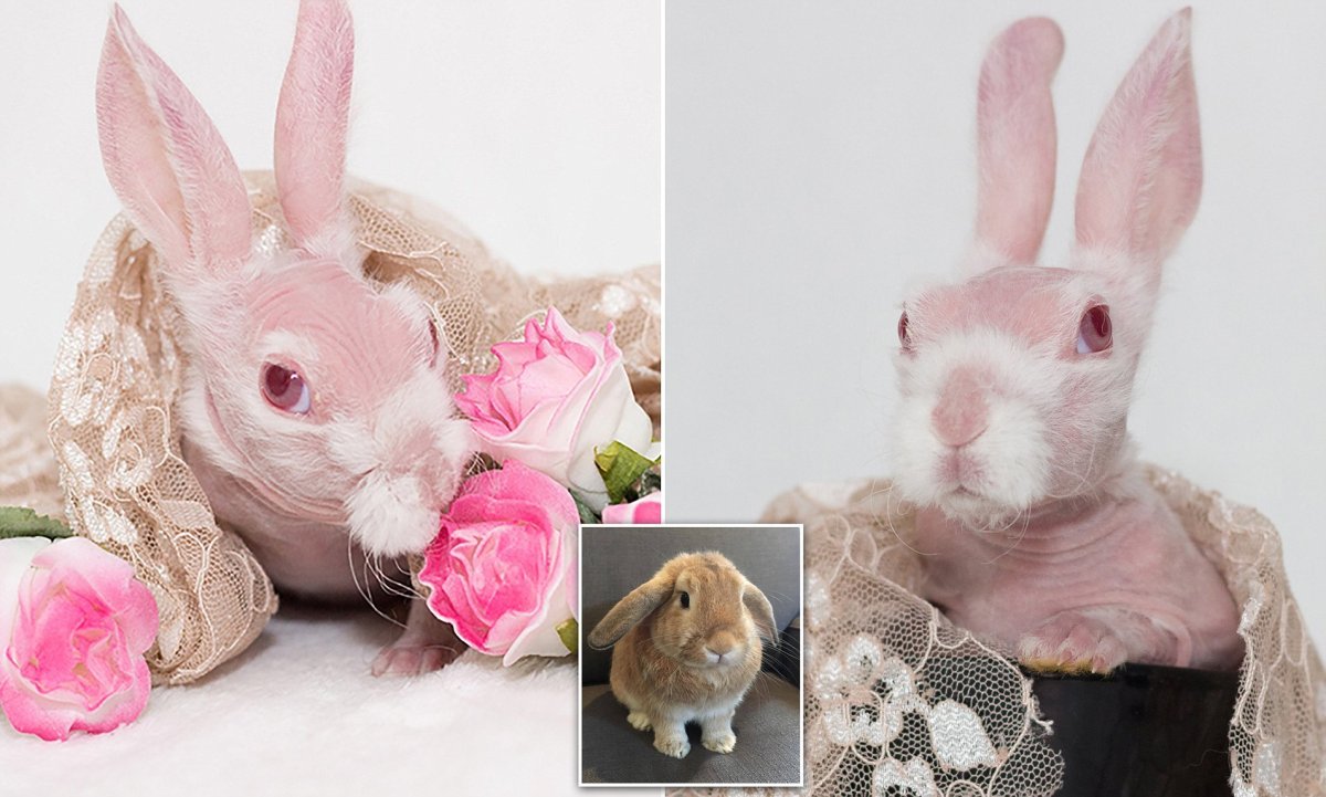 Розовые пушистики