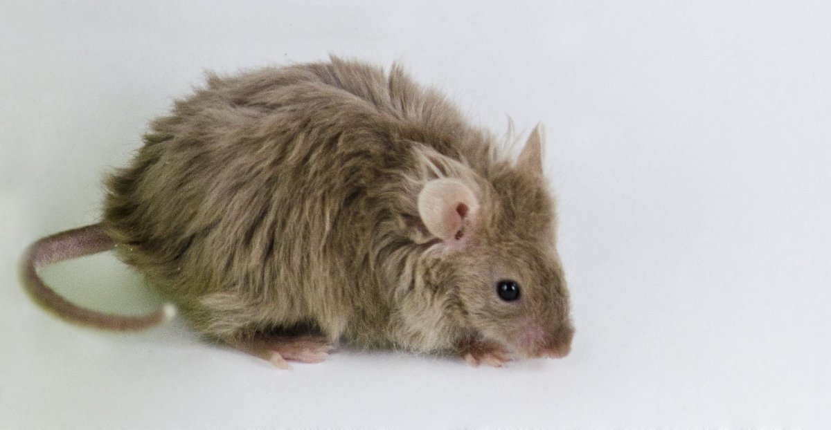 Сатиновая крыса рекс