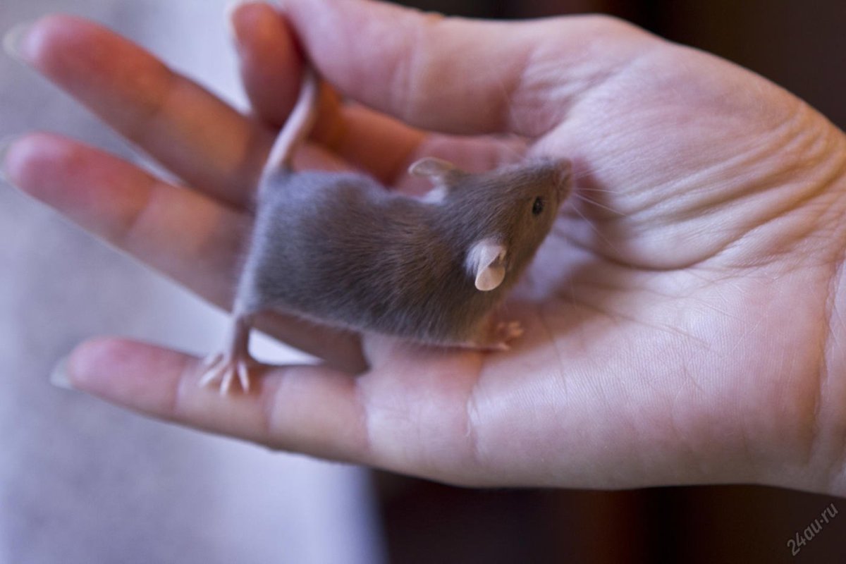 Маленькая декоративная мышка