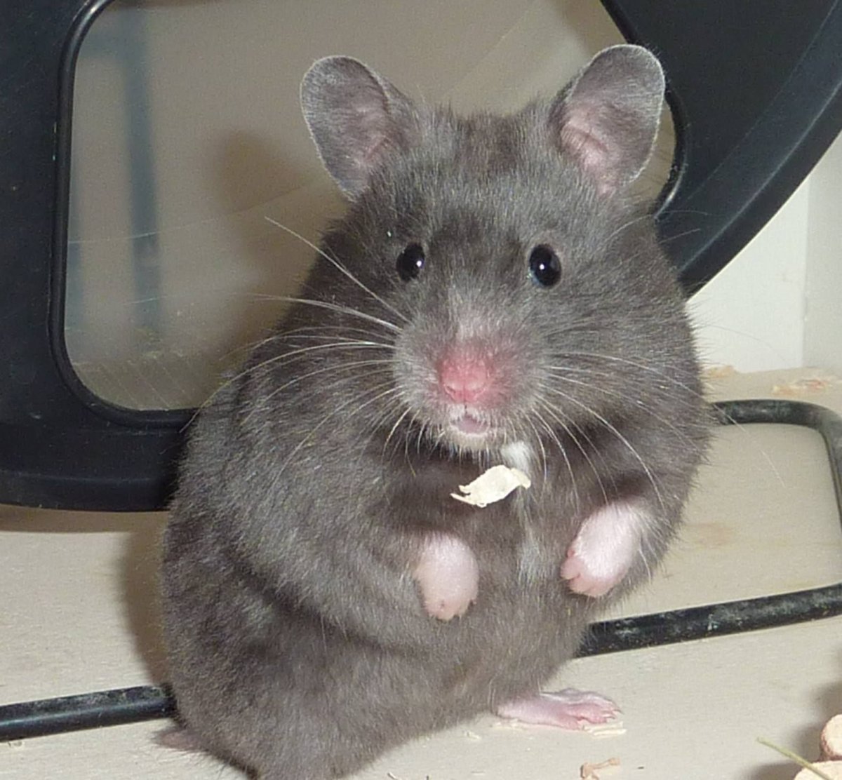 Крыса домашняя сатиновые