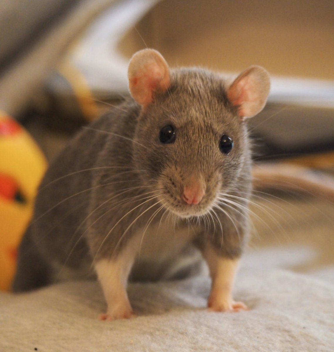 Крысы домашние