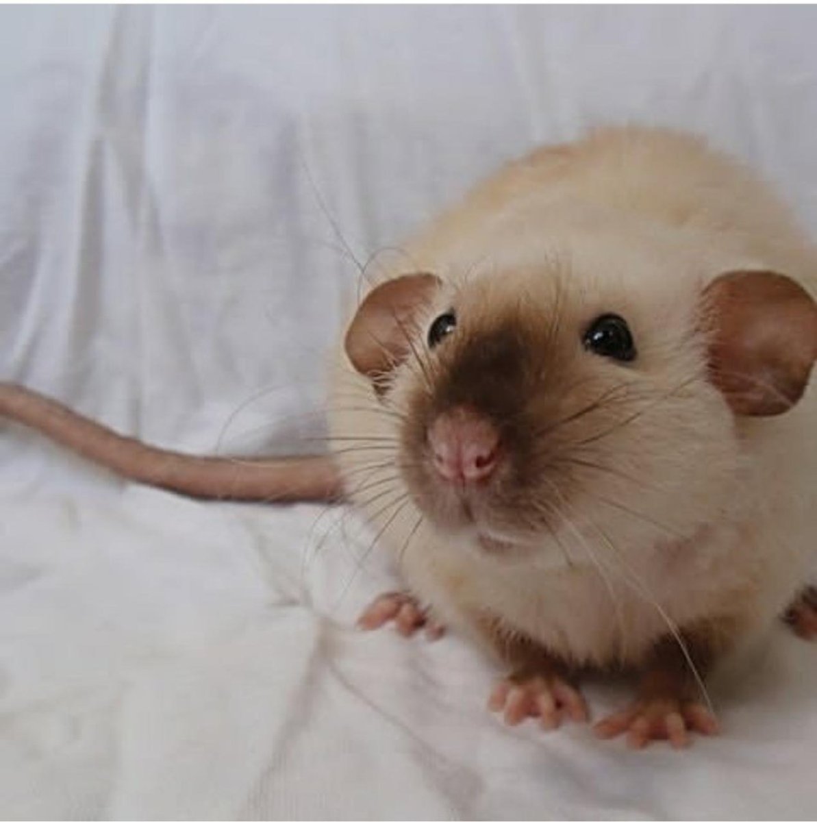 Крыса Дамбо сиамский окрас