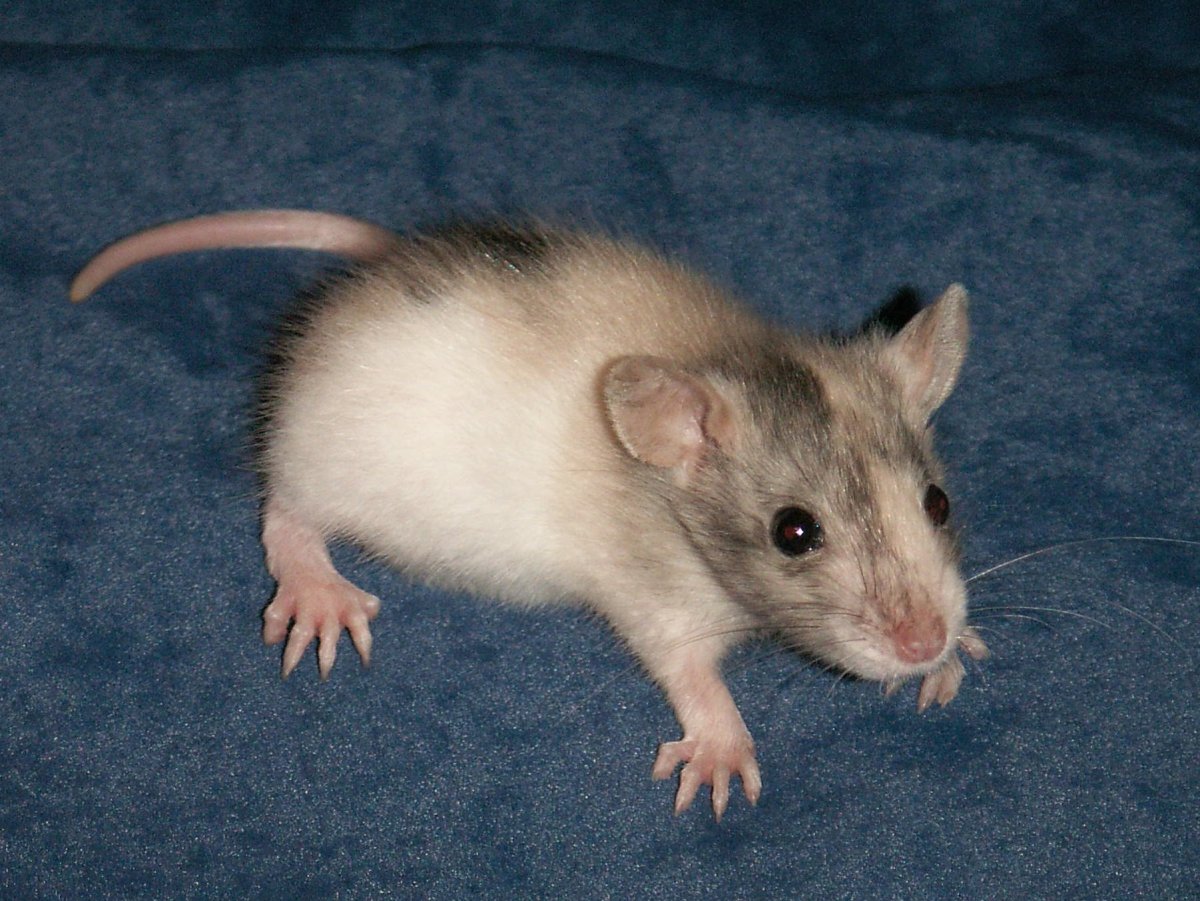 Сатиновая крыса Дамбо
