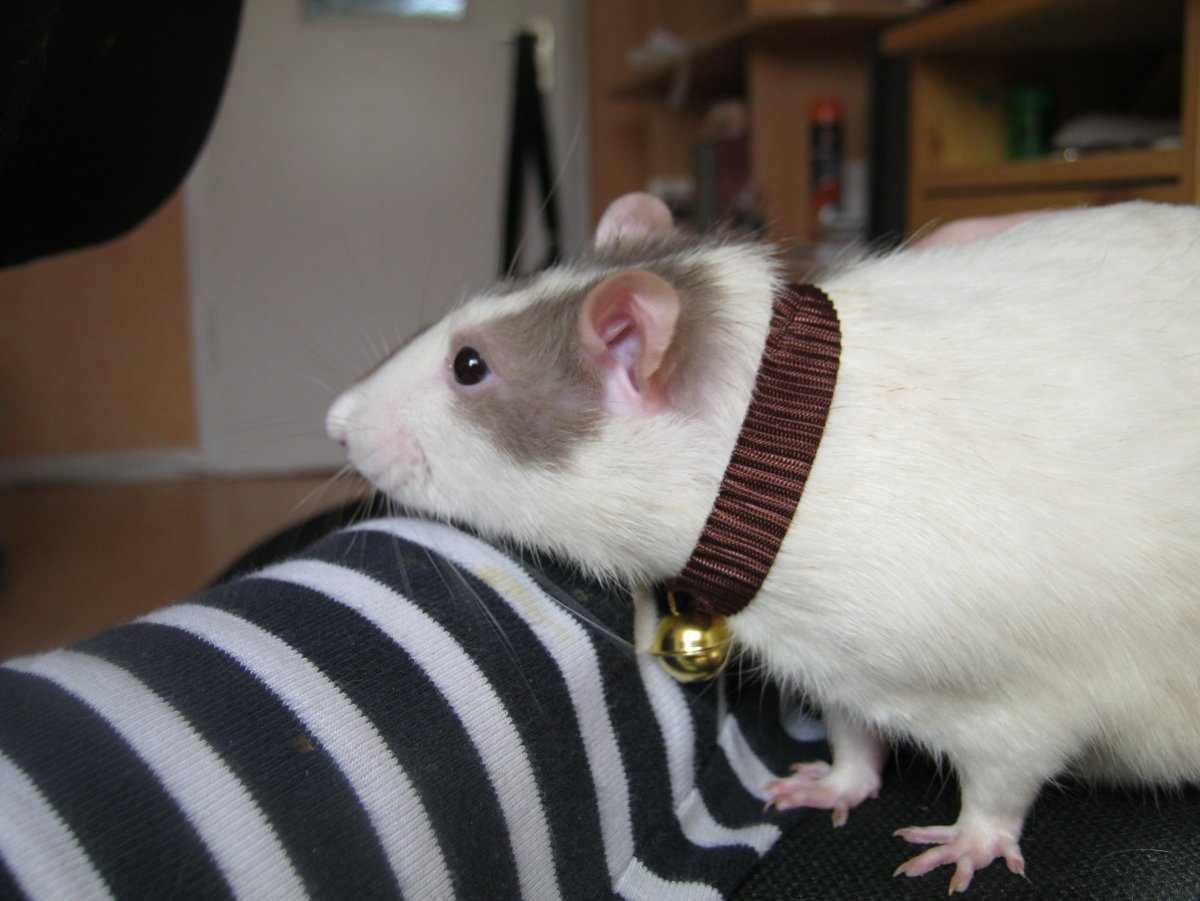 Крыса Дамбо