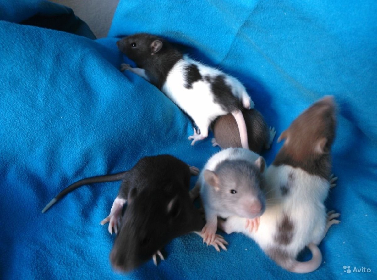 Крыса Дамбо рекс черная