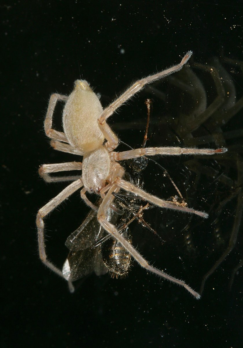 Long-legged sac Spider - Cheiracanthium