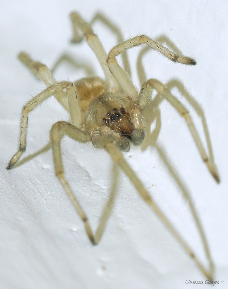 Чешуйчатый паук