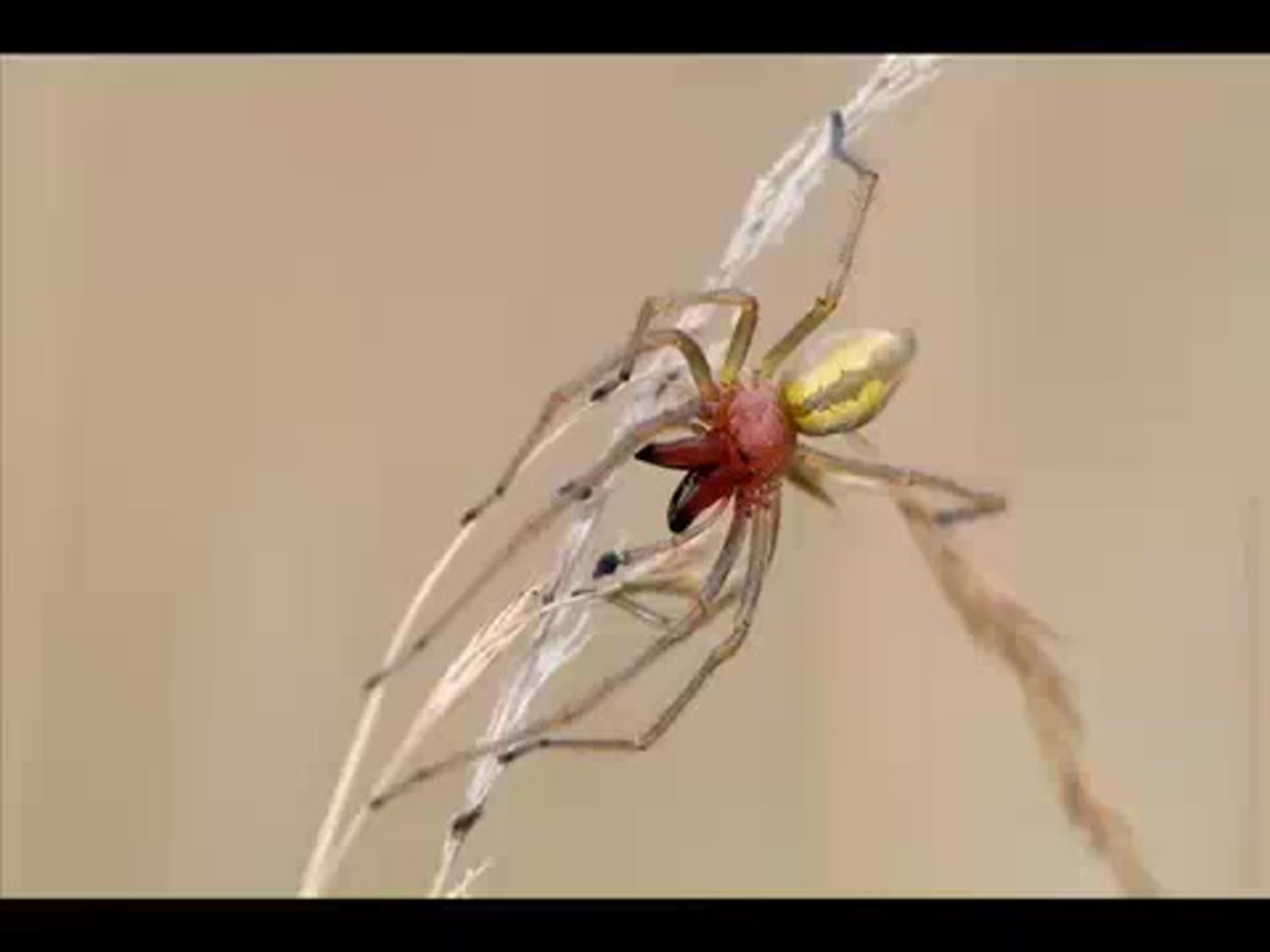 Cheiracanthium inclusum паук