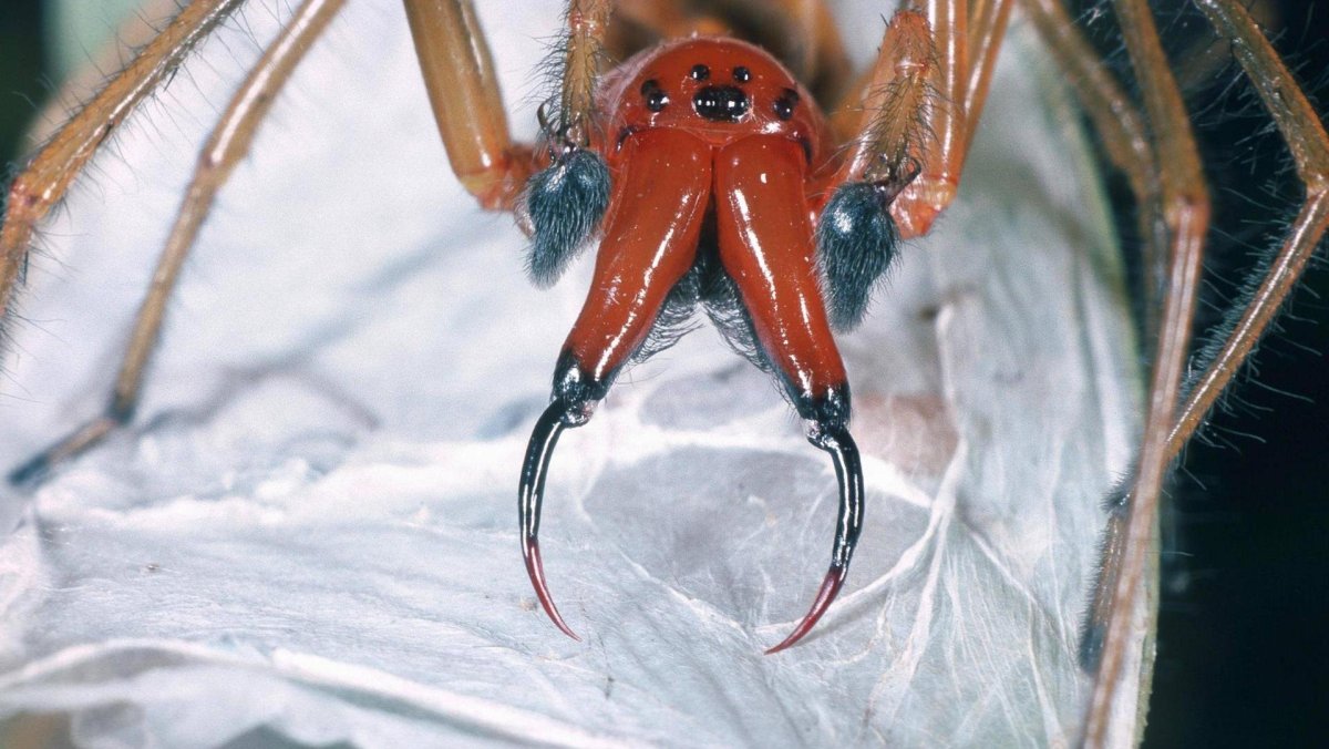 Паук Cheiracanthium punctorium