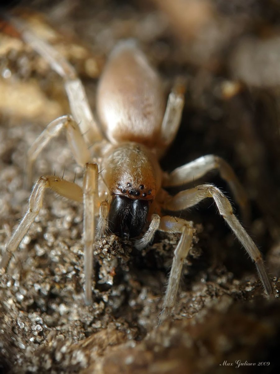 Cheiracanthium mildei паук