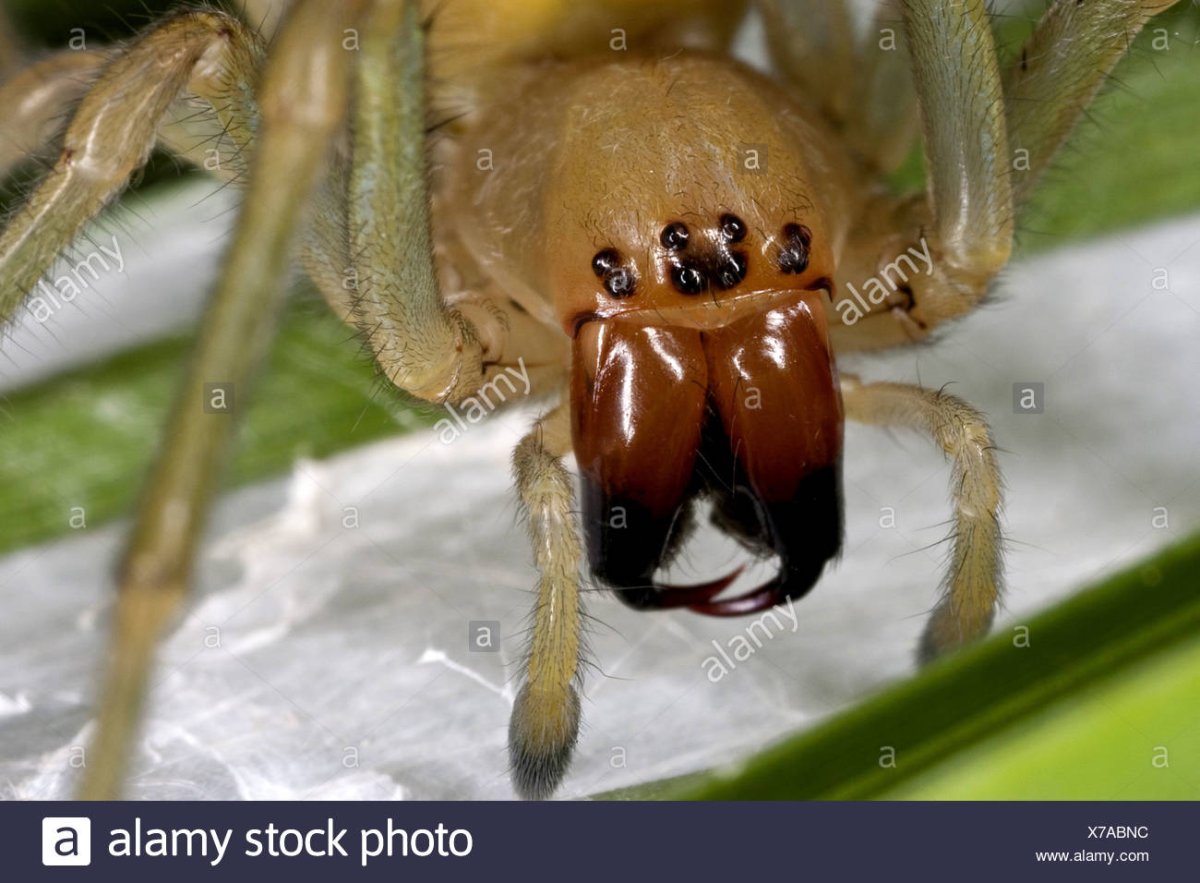 Желтый паук Сак Cheiracanthium