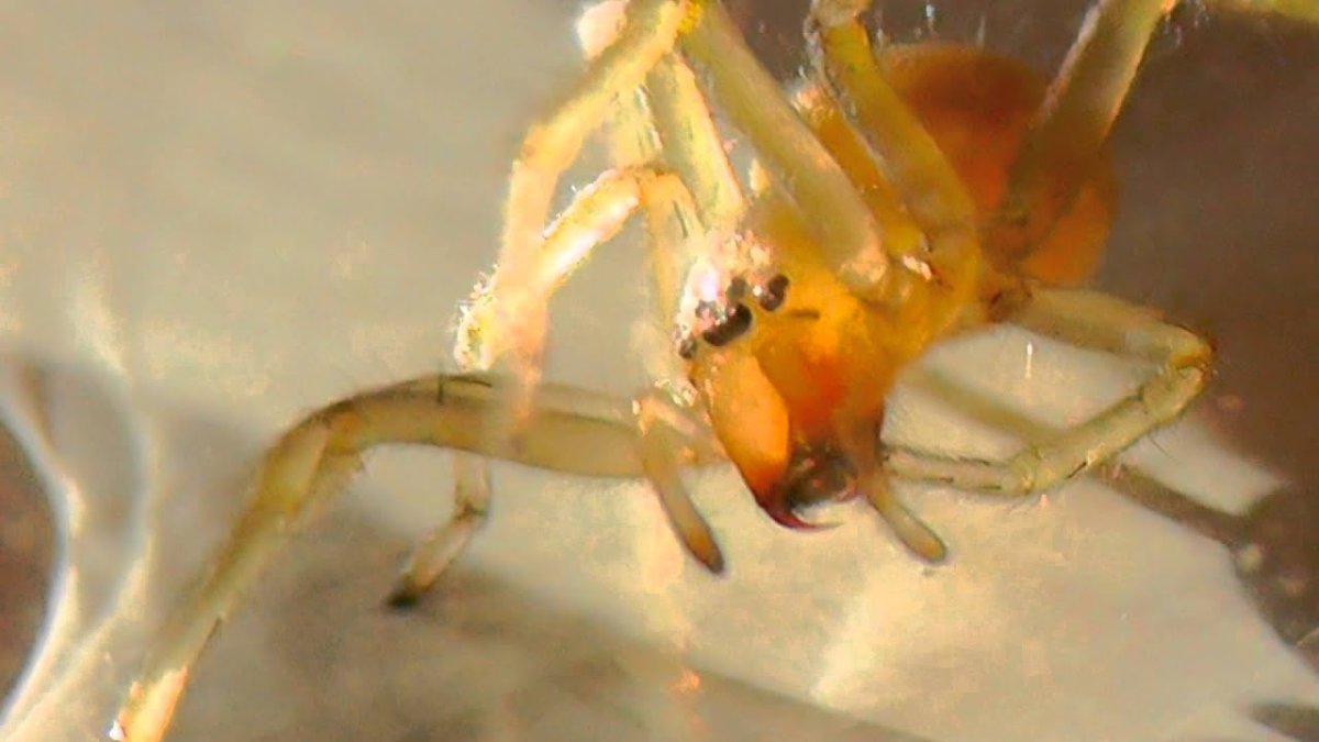 Белый прозрачный паук