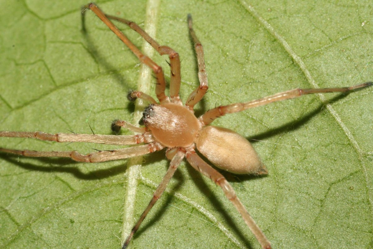 Паук Cheiracanthium punctorium