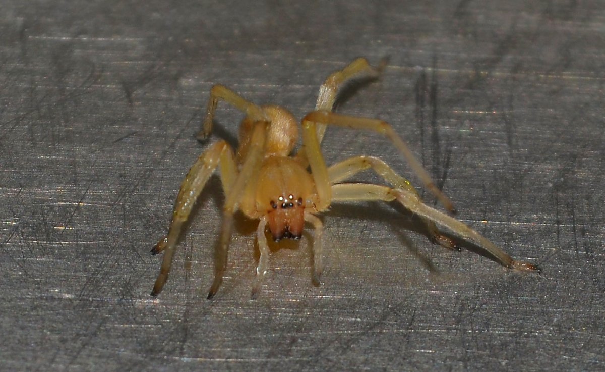 Cheiracanthium mildei