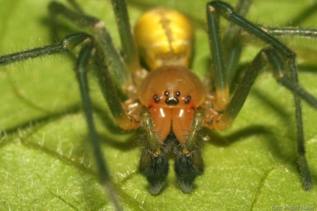 Cheiracanthium punctorium