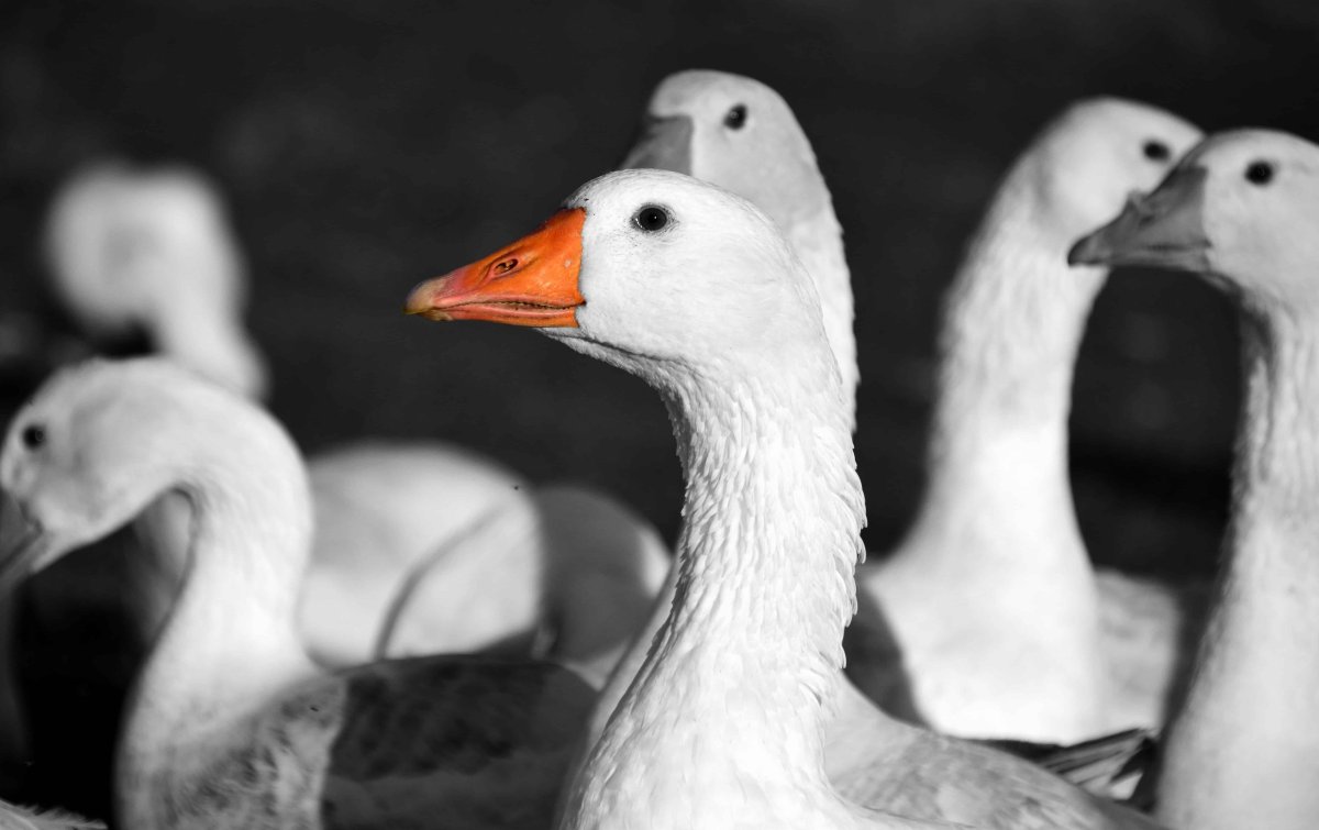 Милый белый Гусь