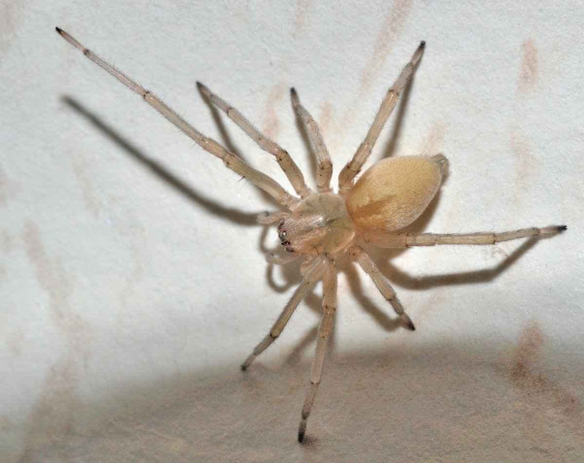 Паук мухоед