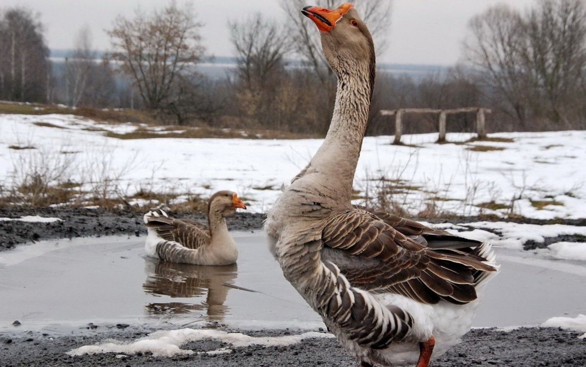 Гусь смешной арт