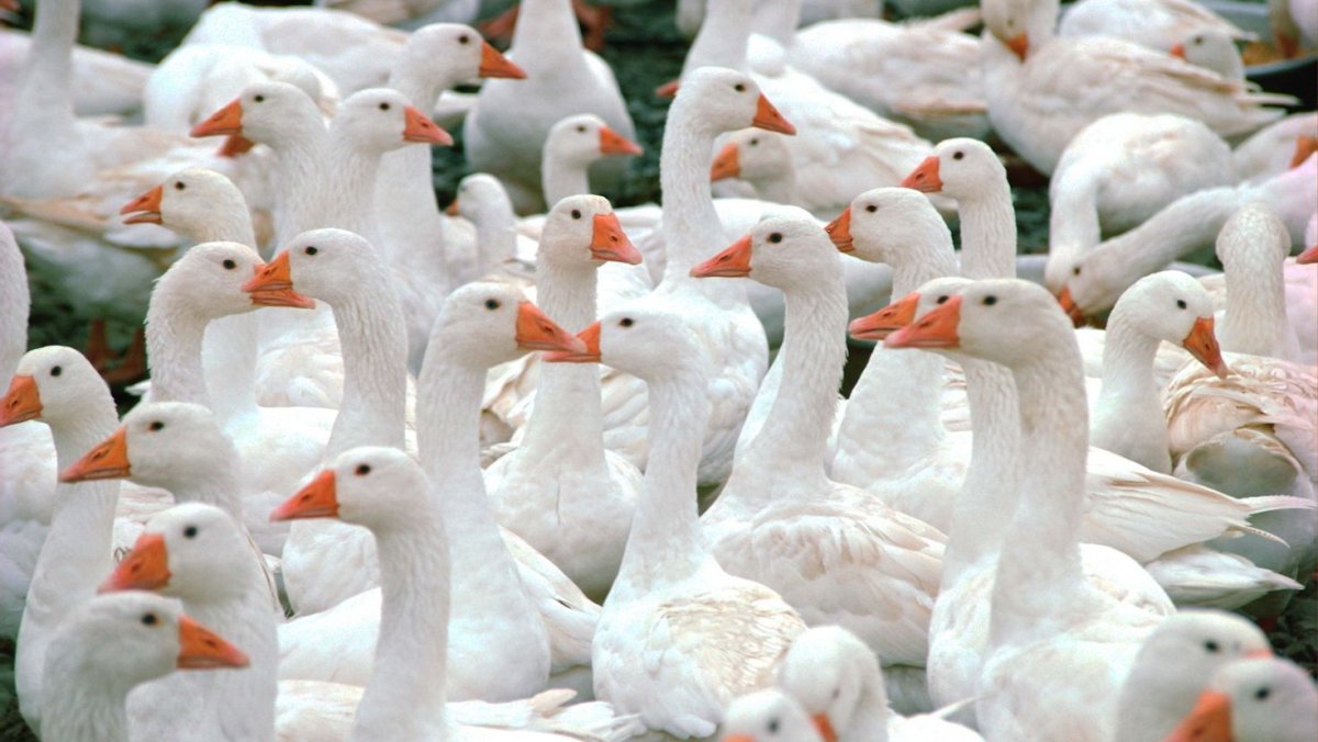 Гуси птицеферма