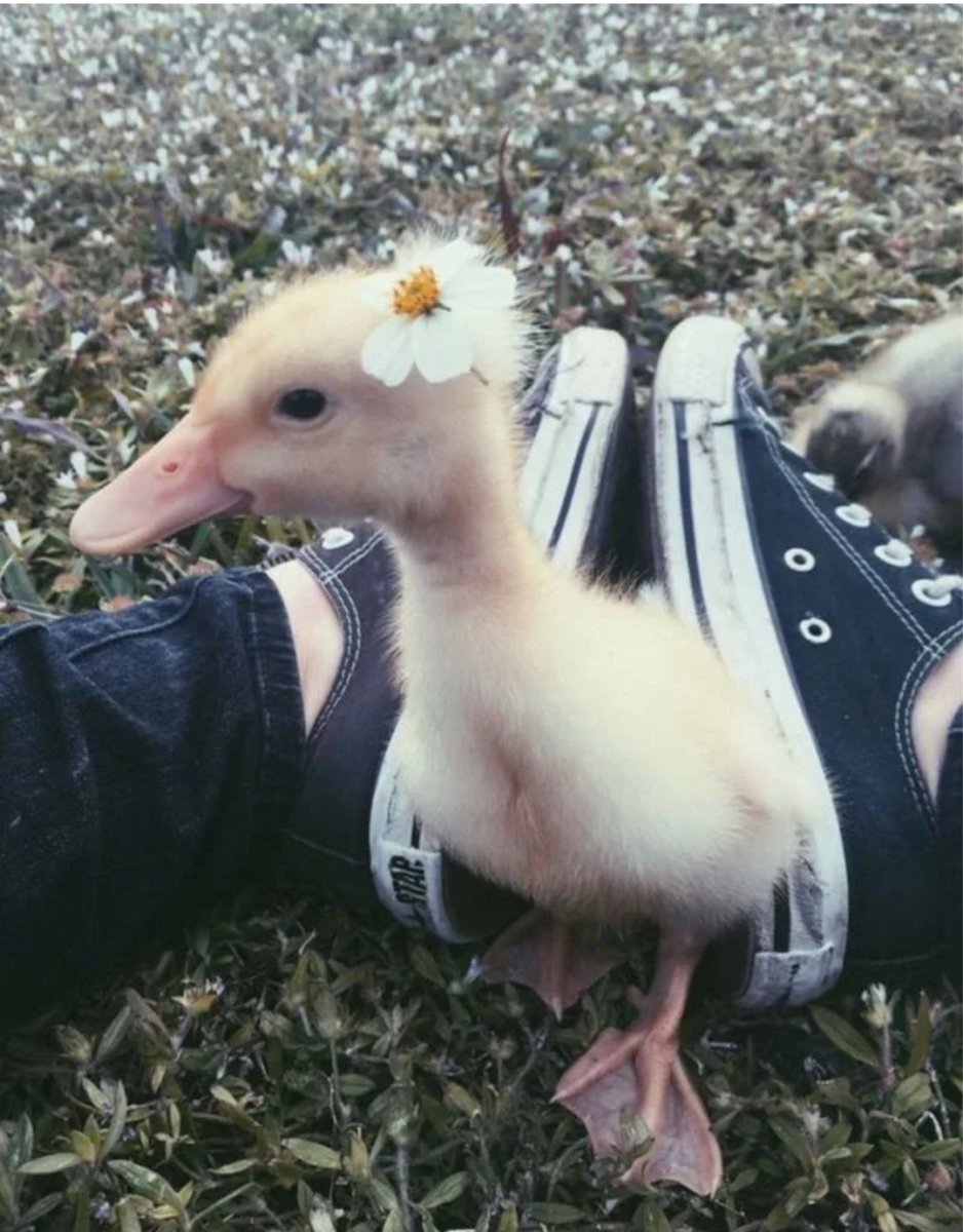 Утята Эстетика