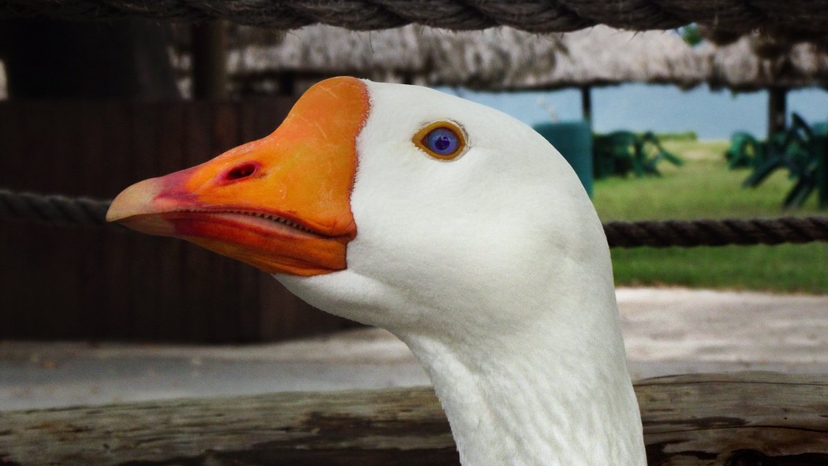 Смешной Гусь