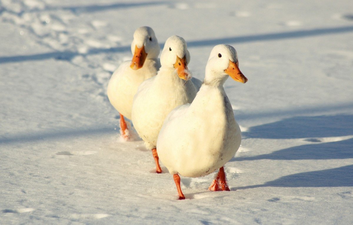 Утка-Гусь Мулард