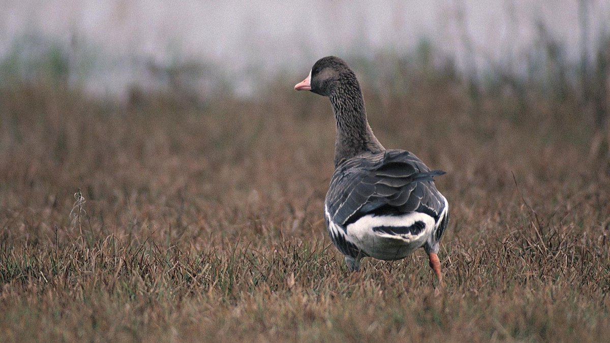 Птенец гуся