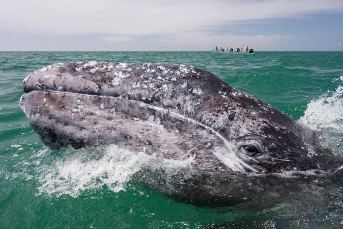Серый кит (Охотско-корейская популяция)