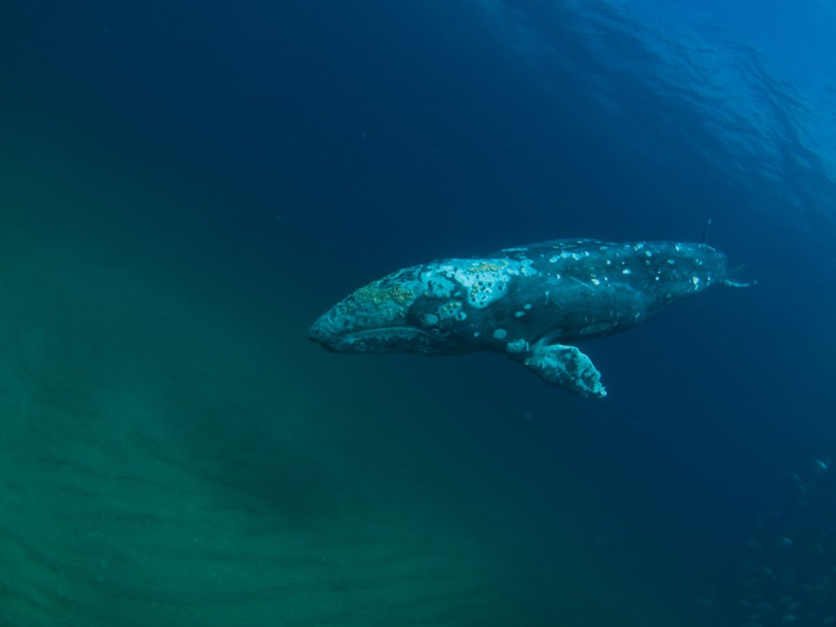 Атлантический серый кит