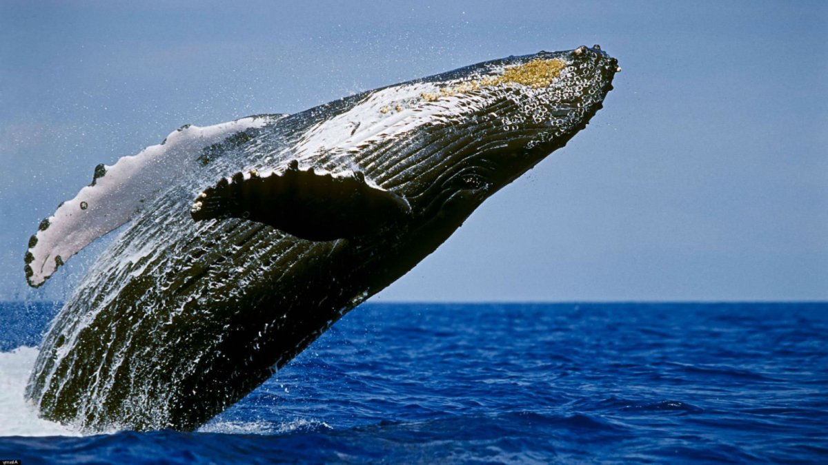 Серый кит Горбач