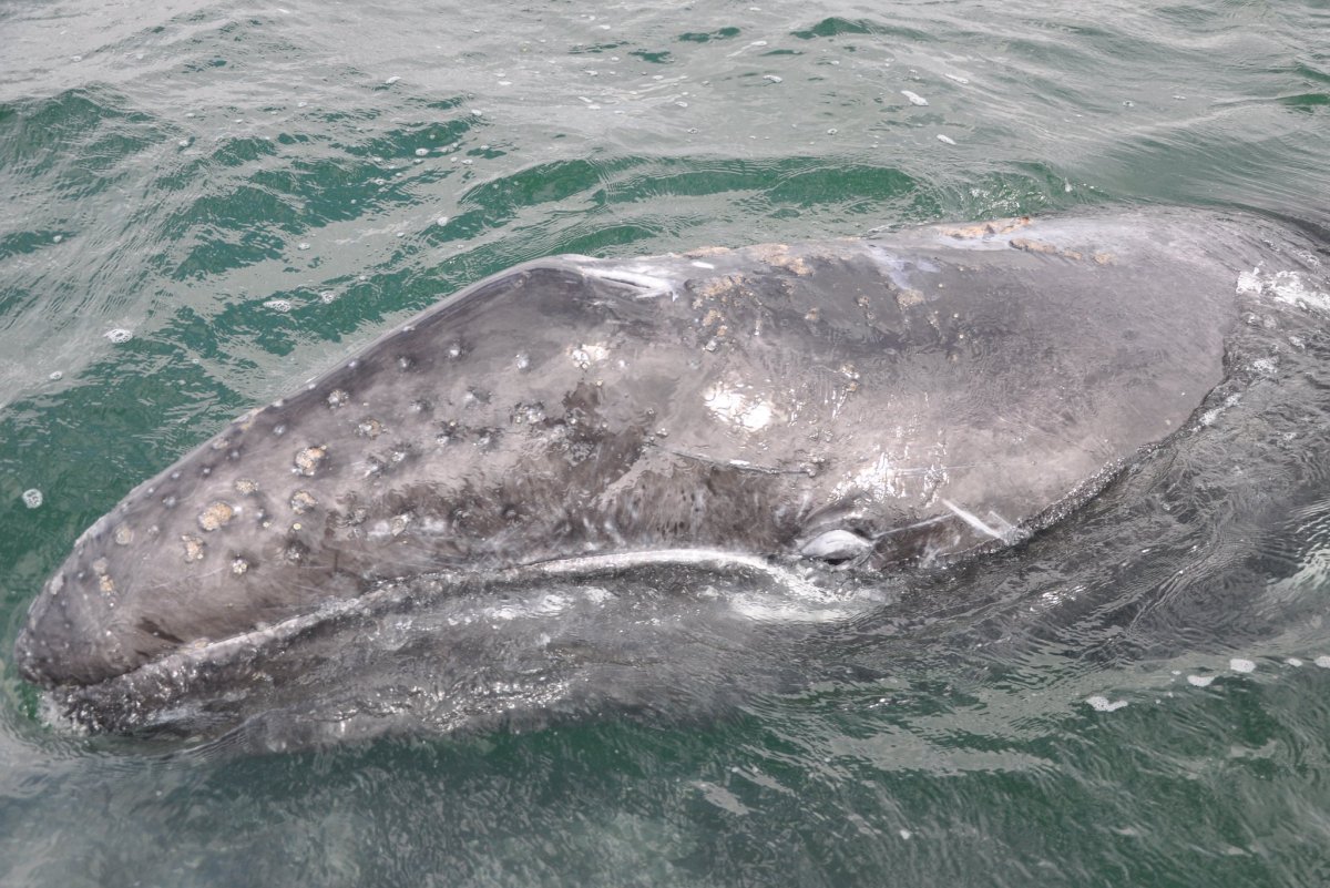 Серый кит Охотоморская популяция