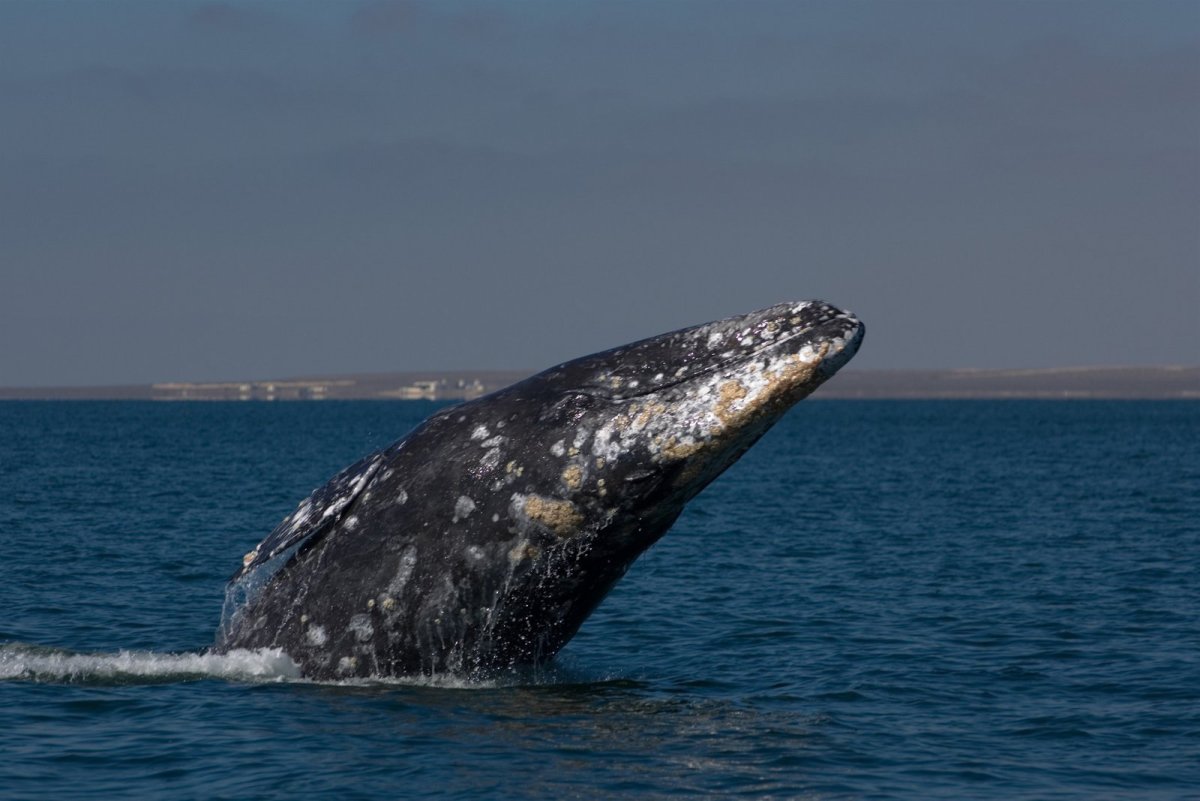 Кит выпрыгивает из воды