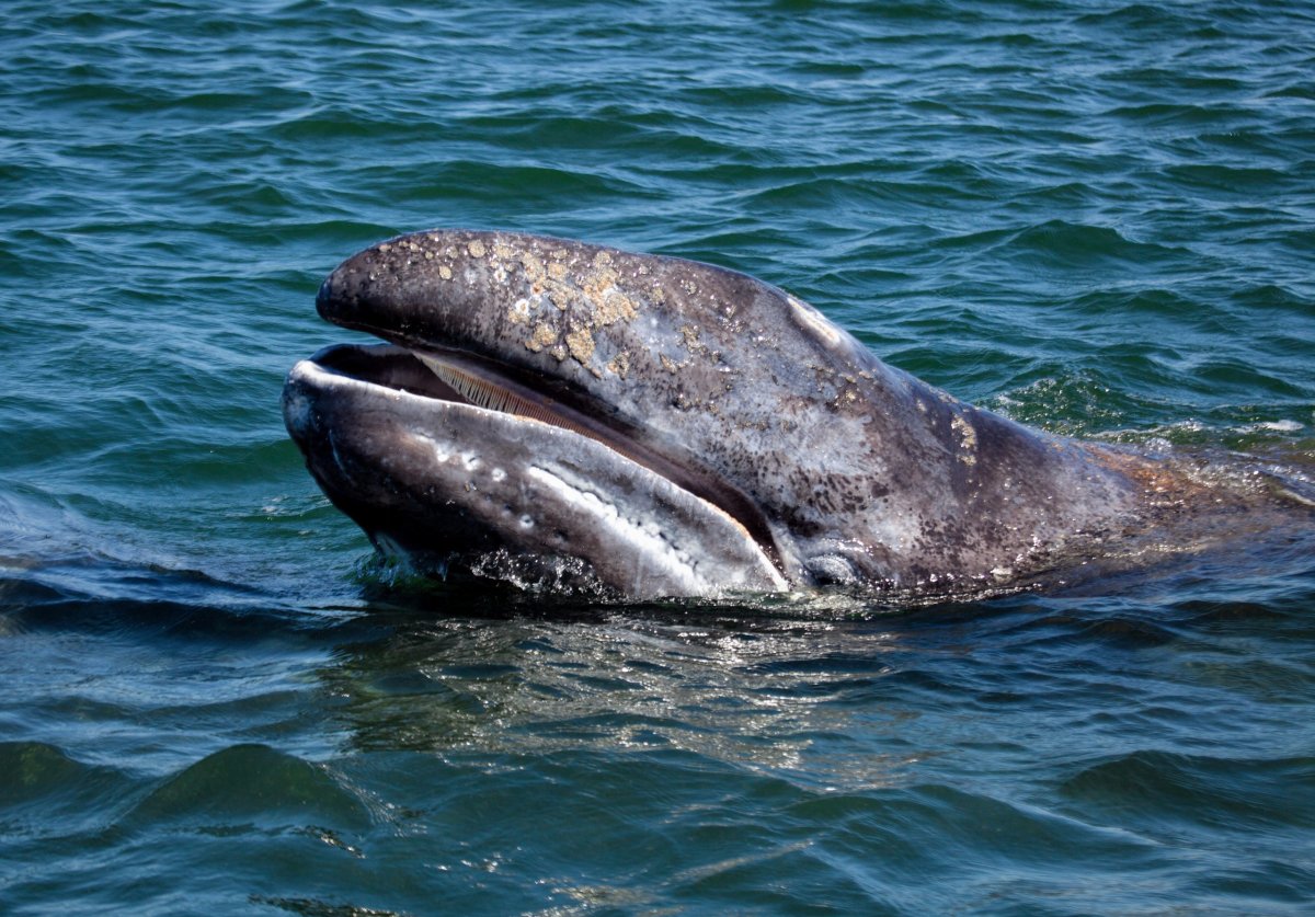 Серые киты Сахалина
