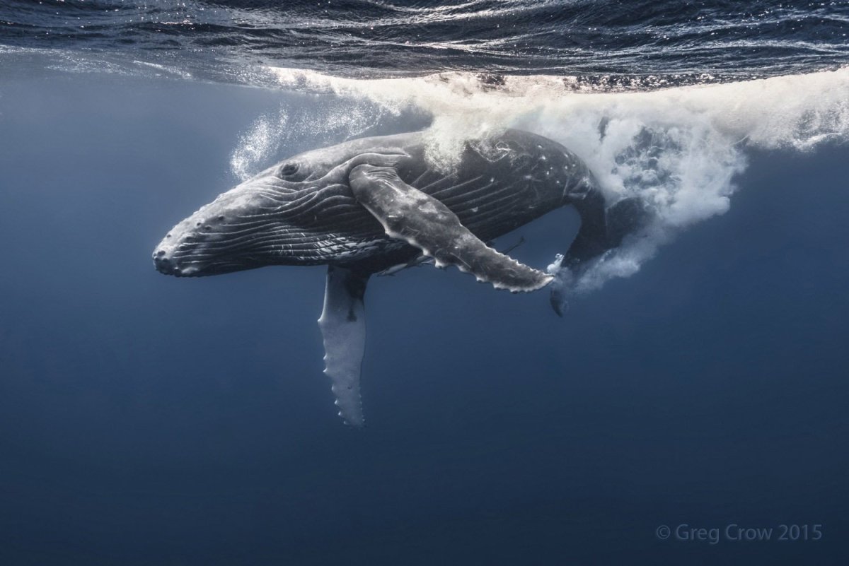 Серый кит Горбач