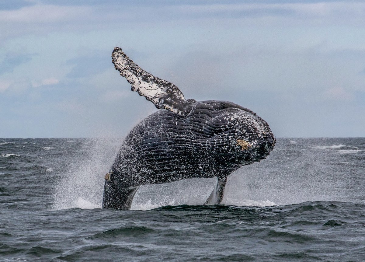 Остров Врангеля серый кит