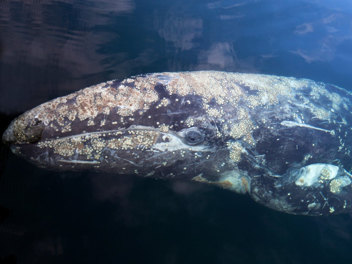 Серый кит (Eschrichtius gibbosus)