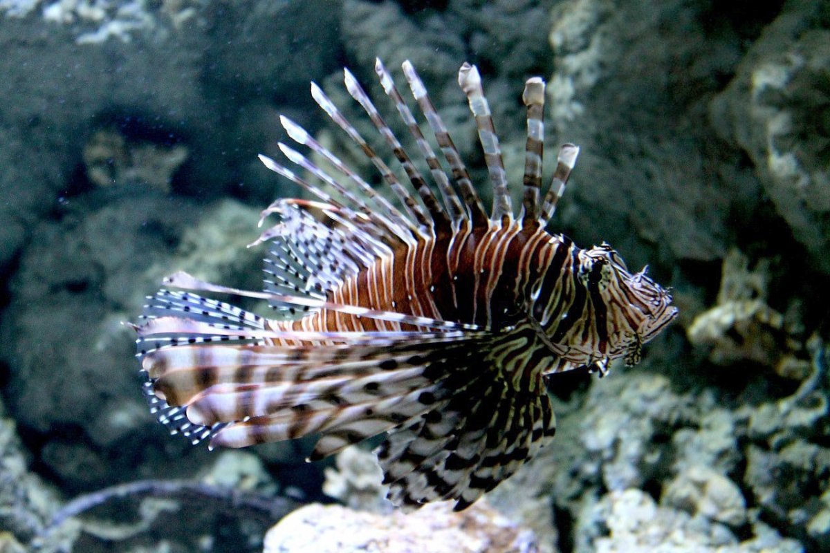 Жемчужный иглобрюх