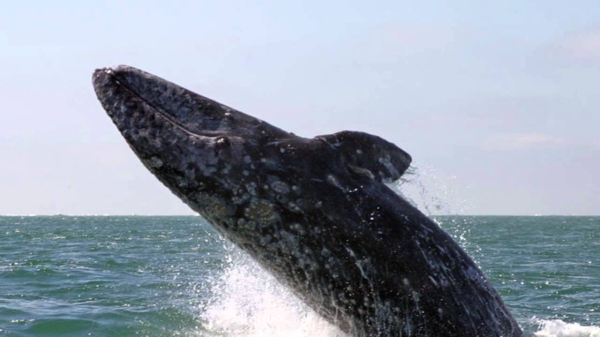 Гренландский кит Сахалин