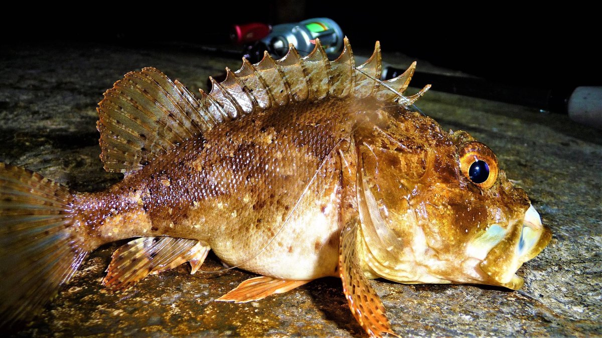 Морской дракончик в черном море