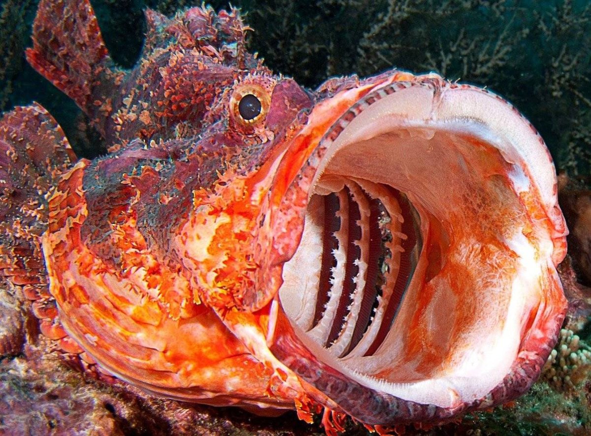 Морская корова Звездочет