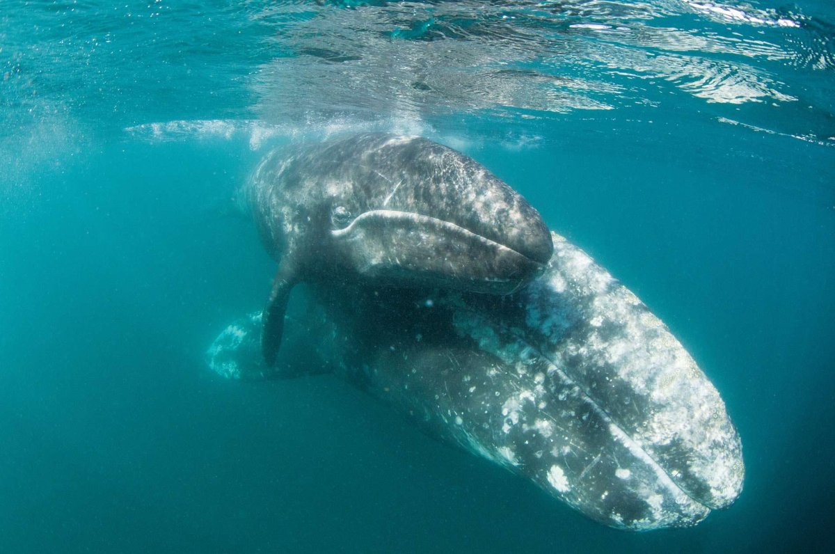 Атлантический серый кит