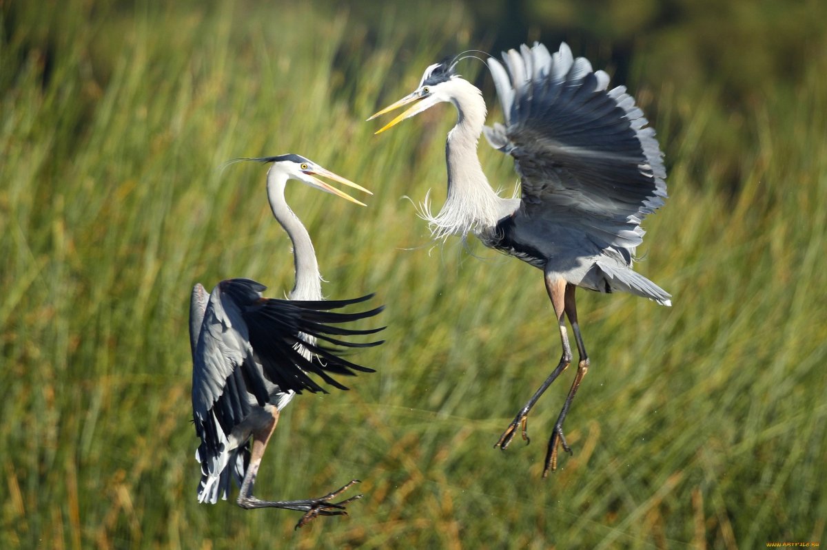 Great Blue Heron (Ardea herodias)