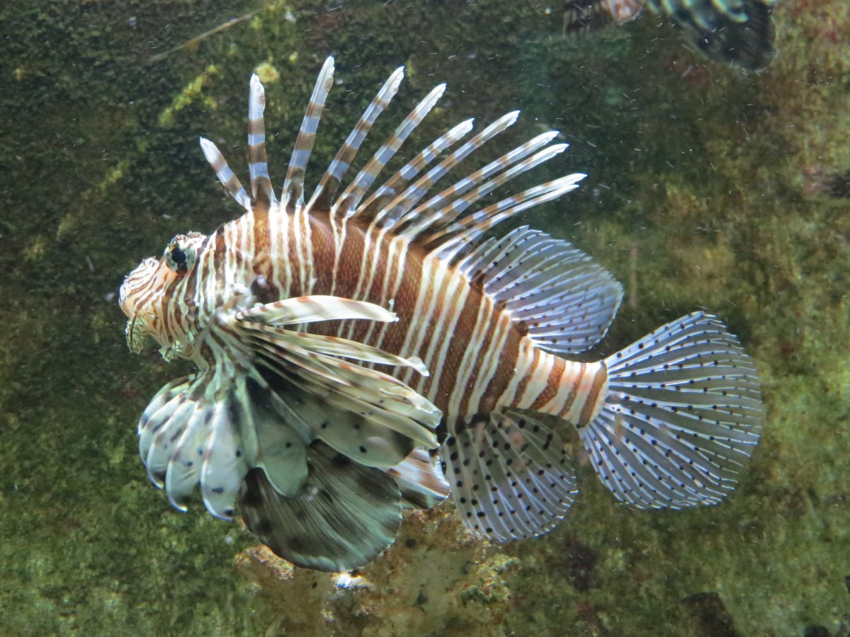 Рыба крылатка белая