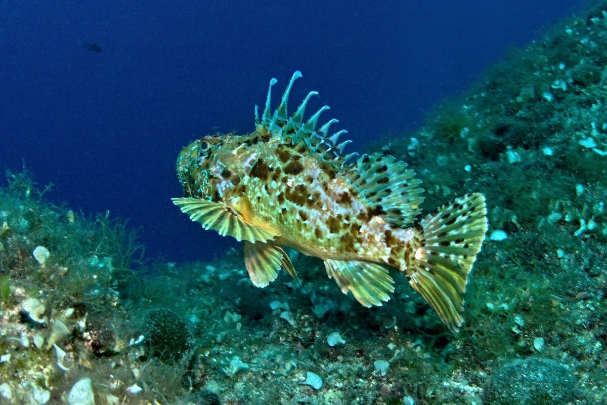 Scorpaena scrofa рыба