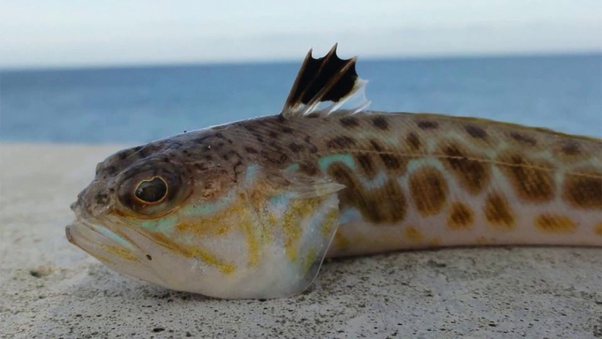 Морской дракон рыба черного моря