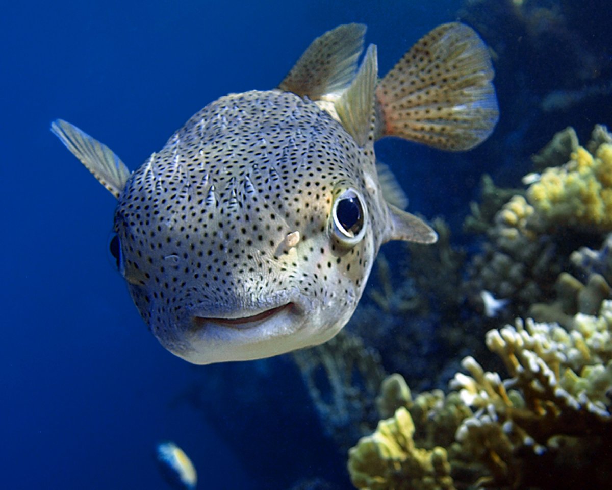 Семейство рыб Кузовковые