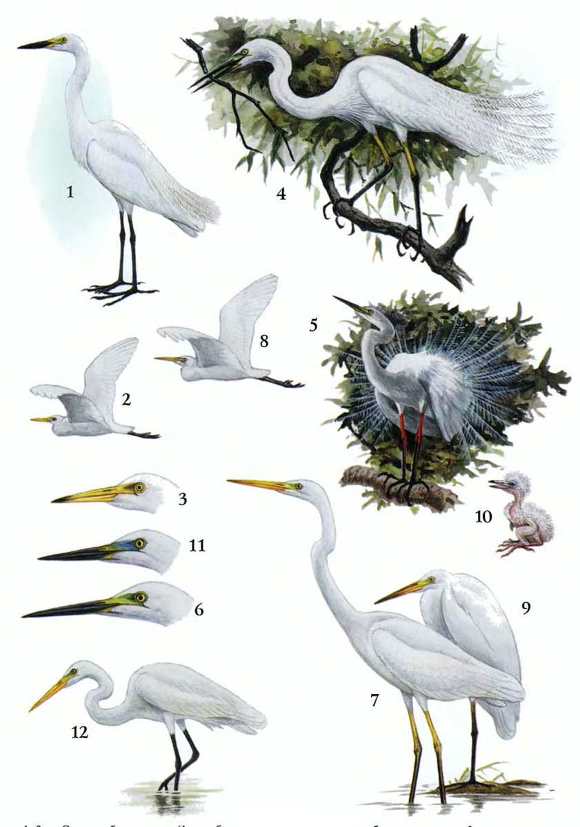 Дженерал цапля